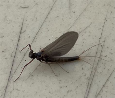 Snake River Angler Fly Fishing Report for August 4th, 2024.